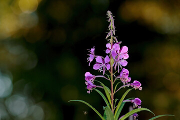 Rosebay willowherb blooming in the beautiful evening light