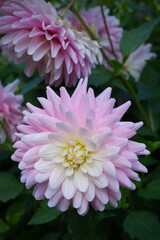 Fototapeta premium Pink semi-cactus Dahlia