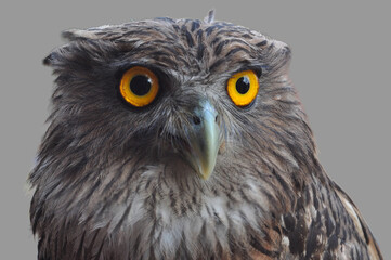 Brown fish owl isolated on a background,  a head shot of brown fish owl, Owl with large piercing yellow eyes in macro portrait.