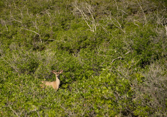 Deer Looks Up From The Bushes