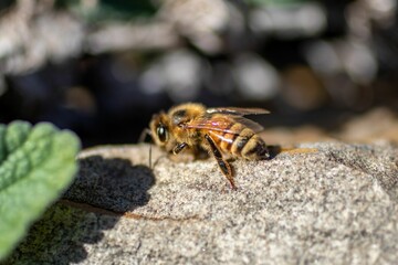 Bee of Powell Gardens