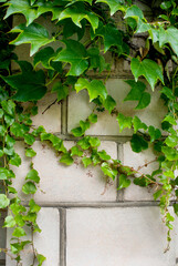 Fototapeta na wymiar Green branches of ivy on a white brick fence in summer