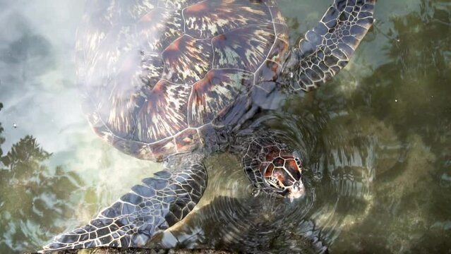 Slow motion clip of a sea turtle swimming near the shore. Shot above the sea level.