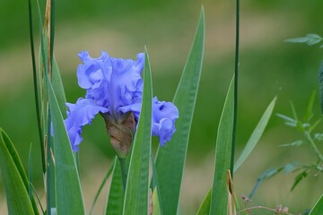 Closeup shot of an iris flower on blurry background