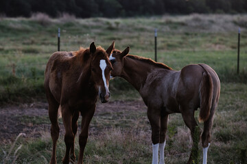 Texas ranch shows foal horses in field during summer closeup.
