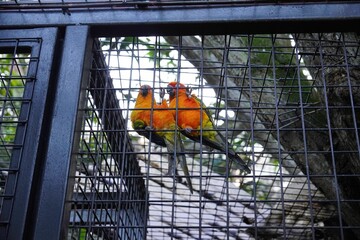 A pair of orange parakeets in a cage