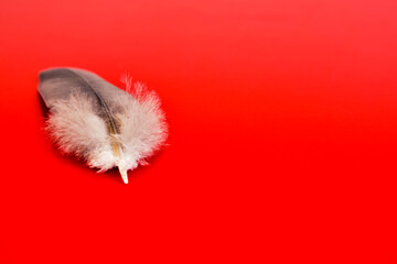 Single fluffy feather on red background.