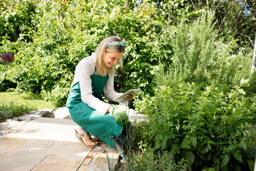 pretty young woman with green apron works in garden in herb garden and holds tablet in hand and is happy and smiling