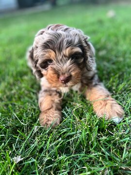 Cockapoo puppy sitting in the summer grass