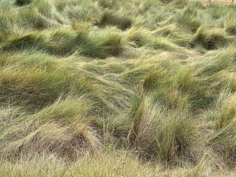 Closeup shot of tufted hairgrass