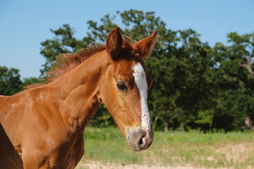 Foal quarter horse face closeup in Texas ranch field during summer.