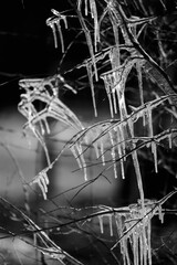 Obraz na płótnie Canvas Icicles on branch during Texas winter in black and white.