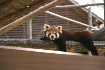 Red panda lying on a tree branch in the zoo