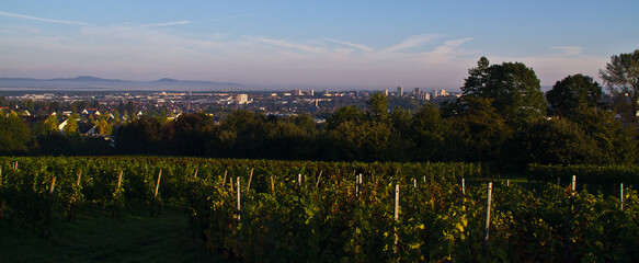 Weinberge Reben 