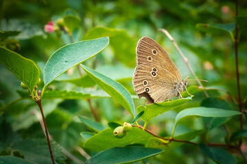 Schmetterling - Falter - Pflanze  - Wildlife - Makro