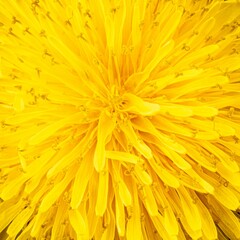 Detail of bright yellow dandelion flower-head