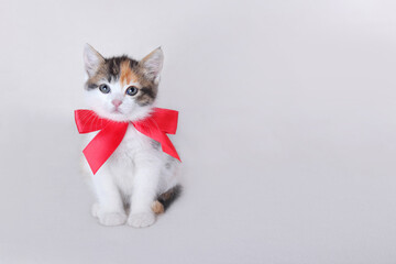 Greeting card with women's day, birthday, mother's day. Cute Cat sitting on white background  looking at camera. Valentine day. Copy space for text. Cute Cat with red bow tie. Close-up of a Kitten.