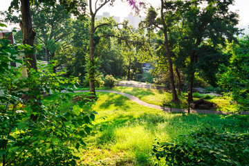 Morning in the park with greenery and trees