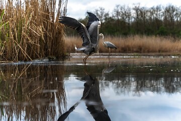 Great egret ready to fly in the blurred background of another egret on the water surface