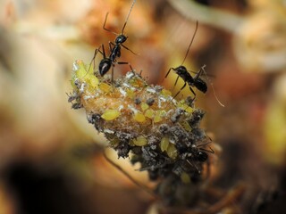 close-up of black small ants farming the aphids colony