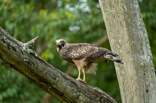 Crested serpent eagle (Spilornis cheela) perched on a branch