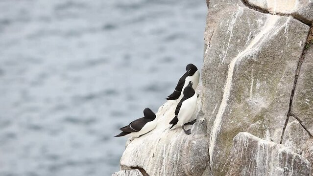 Three Razorbill Birds on a Rocky Cliff, Flapping Their Wings and Yawning, Ireland