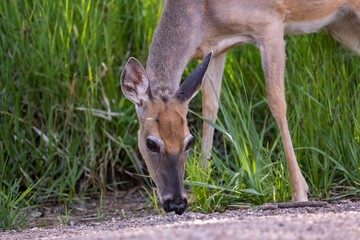 Doe in the Black Hills