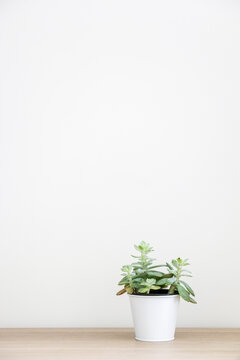 Vertical shot of healthy green Sedum cockerellii succulent house plant (also known as Cockerell’s stonecrop) in a white pot on right side of wooden surface against white wall, decorating interior