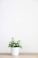 Vertical shot of healthy green Sedum cockerellii succulent house plant (also known as Cockerell’s stonecrop) in a white pot on left side of wooden desk against white wall, decorating interior