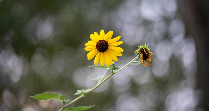Closeup of paradox sunflower (Helianthus paradoxus)
