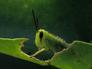 close-up of grasshopper on leaf