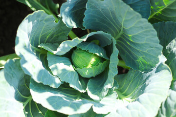 Fototapeta premium Cabbage grows in the garden. Agriculture. Healthy food concept. The cultivation of cabbage.