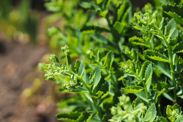 Close-up of the clusters with flowerbuds and foliage of Hylotelephium spectabile. Sedum spectabile or Hylotelephium spectabile on flowerbed.