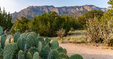 Prickly Pear Cacti of the Sandias, New Mexico © Jackie Kuehl/Wirestock Creators