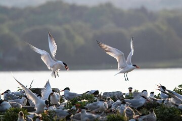 Common Terns (Sterna Hirundo) returning to flock with dinner