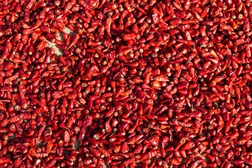 Closeup view of red chilies being dried in the sun