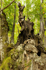 Castaño centenario.