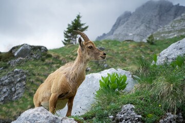 chamois in natural alps landscape