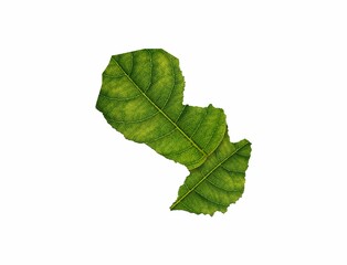Paraguay map made of green leaves isolated on white background, ecology concept