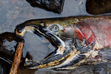 Close up of a dead salmon fish.