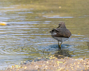 A wood sandpiper in a pond