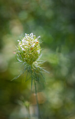 Flower of wild carrot Daucus carota isolated on natural background. Medicinal plant green spiky Queen Anne's Lace