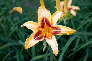 Orange daylily flower in the garden