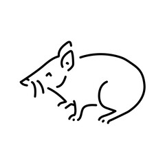 Proboscis couscous color line illustration. Animals of Australia