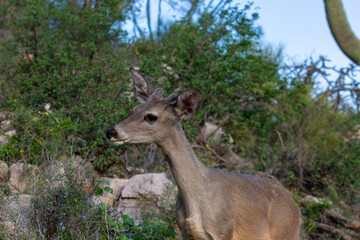 Male Coues whitetail deer, Odocoileus virginianus couesi, a young buck with velvet on his antlers foraging for food in the Sonoran Desert north of Tucson, Arizona, USA.