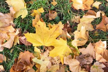 yellow maple leaves in autumn