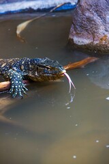 Closeup of an ornate monitor (Varanus niloticus ornatus) on a branch in a pond