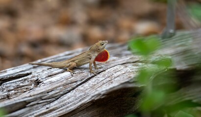Closeup of a brown anole (Anolis sagrei) on wood