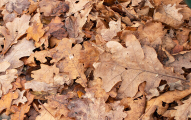 dry oak leaves in autumn