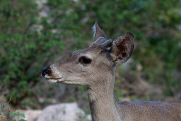 Male Coues whitetail deer, Odocoileus virginianus couesi, a young buck with velvet on his antlers foraging for food in the Sonoran Desert north of Tucson, Arizona, USA.
